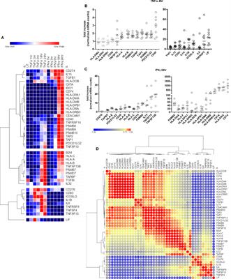 IFNγ, and to a Lesser Extent TNFα, Provokes a Sustained Endothelial Costimulatory Phenotype